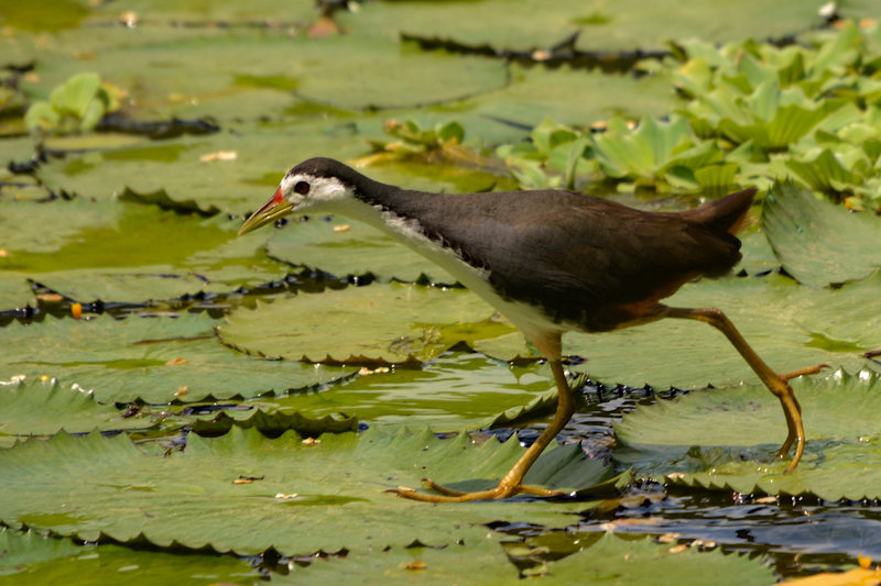 Im Botanischen Garten
